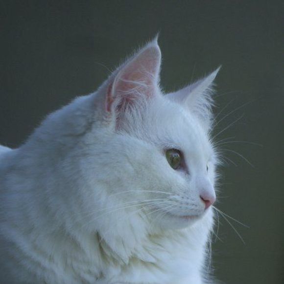 Meet your Posher, Mary-jo - Picture 1 of 1